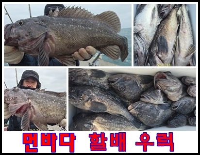 먼바다 할배우럭.jpg