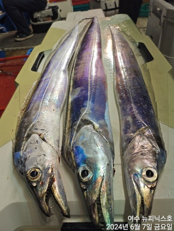 7일대갈치 (6).jpg