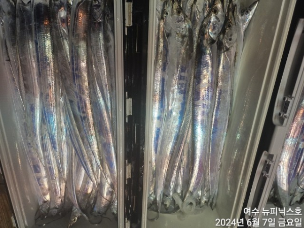 6월7일갈치한치 (17).jpg