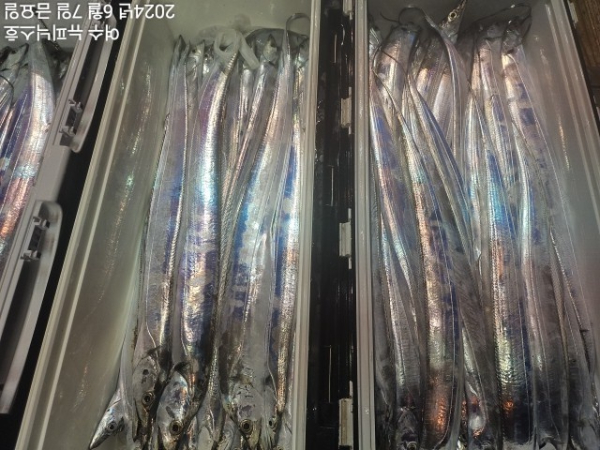 6월7일갈치한치 (18).jpg