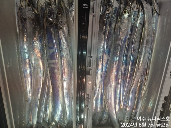 6월7일갈치한치 (15).jpg