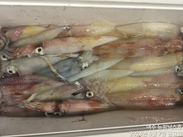 6월7일갈치한치 (7).jpg