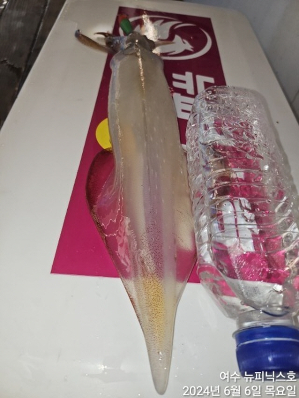 7일대갈치 (11).jpg