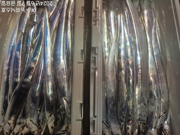 6월7일갈치한치 (14).jpg