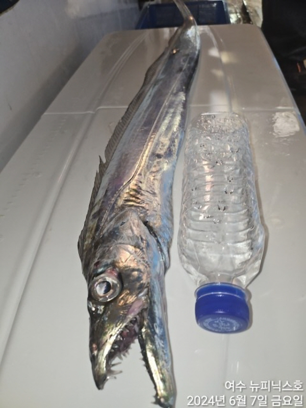 7일대갈치 (2).jpg