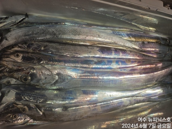 6월7일갈치한치 (1).jpg