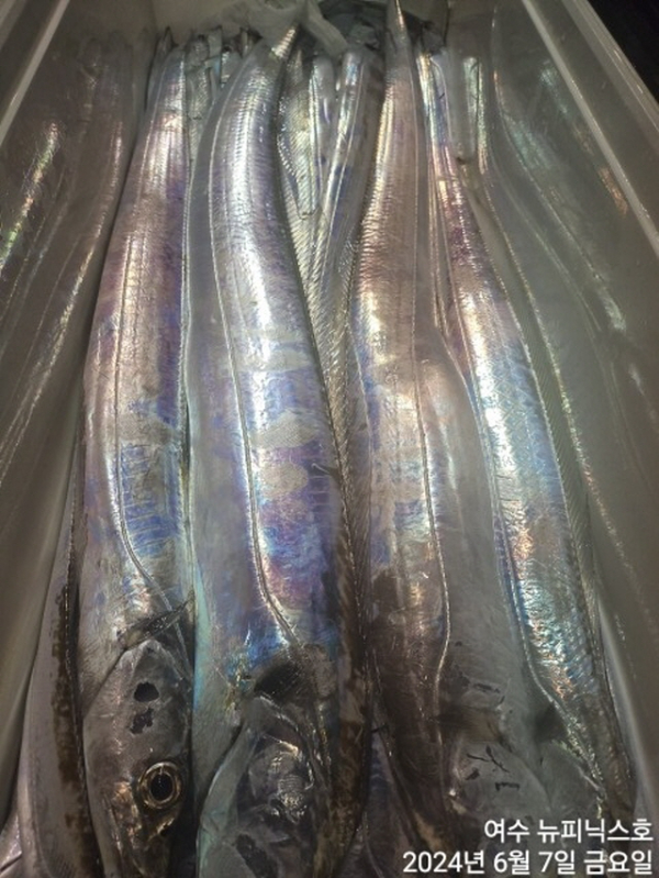 7일대갈치 (14).jpg