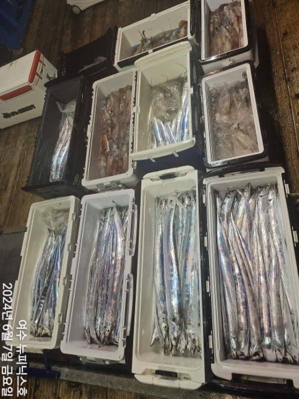 7일대갈치 (7).jpg