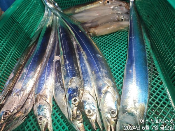 6월7일갈치한치 (34).jpg
