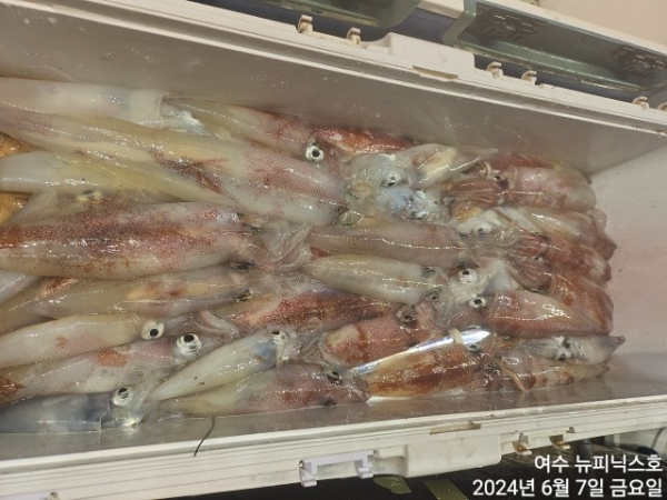 6월7일갈치한치 (9).jpg