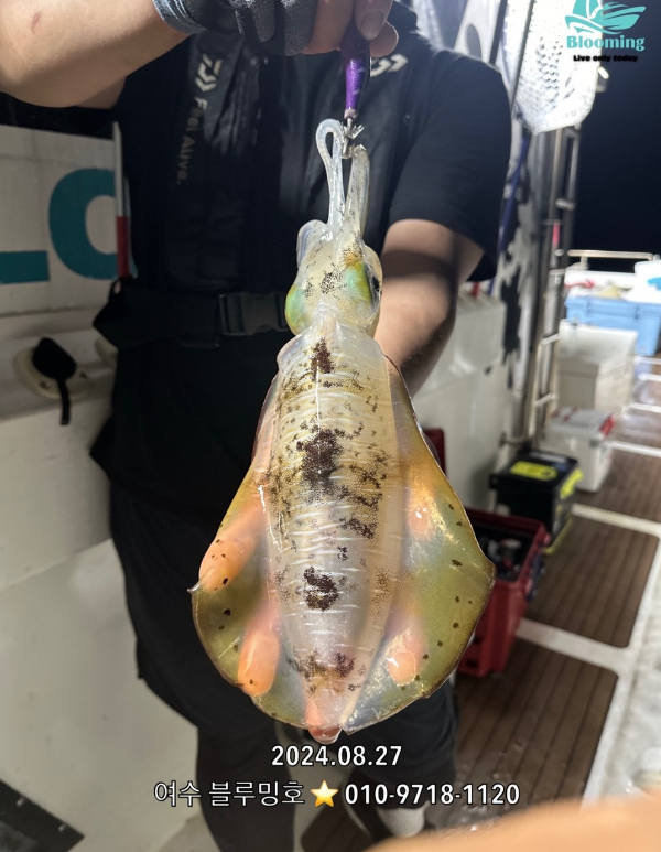 여수 블루밍호_사진_20240827_6.jpg