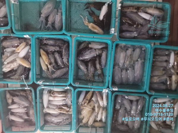 여수 블루밍호_사진_20240827_2.jpg