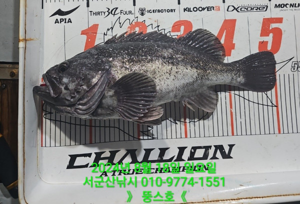 군산 선상낚시, 바다낚시 출조 전문 ☆서군산낚시☆_사진_20240818_2.jpg