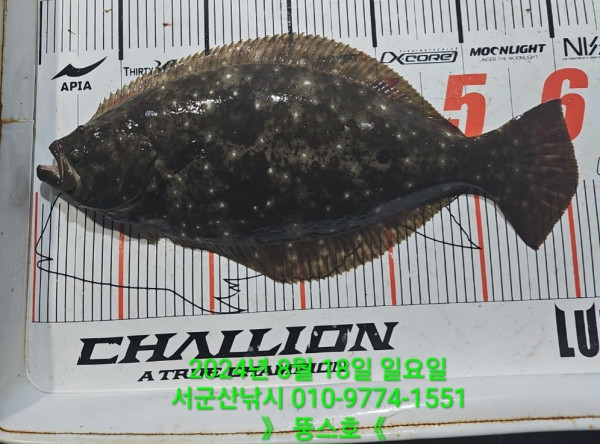 군산 선상낚시, 바다낚시 출조 전문 ☆서군산낚시☆_사진_20240818_6.jpg