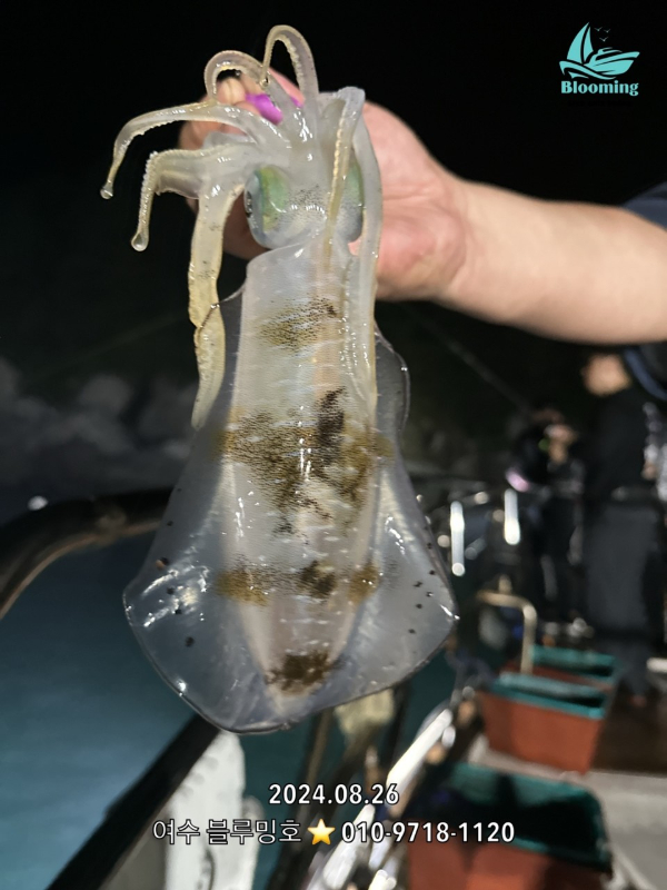 여수 블루밍호_사진_20240827_8.jpg