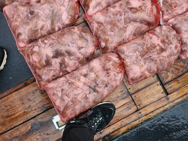 군산 선상낚시, 바다낚시 출조 전문 ☆서군산낚시☆_사진_20240906_4.jpg
