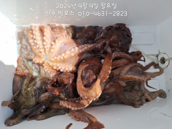 ♡ 여수 빅보스 ♡문어,갑오징어,쭈꾸미,타이라바(참돔)_사진_20240909_13.jpg