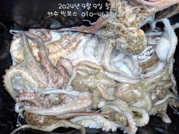 ♡ 여수 빅보스 ♡문어,갑오징어,쭈꾸미,타이라바(참돔)_사진_20240909_19.jpg