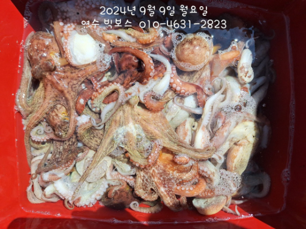 ♡ 여수 빅보스 ♡문어,갑오징어,쭈꾸미,타이라바(참돔)_사진_20240909_6.jpg