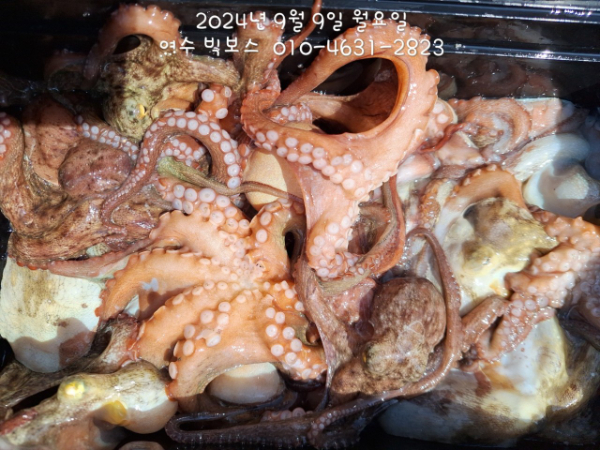 ♡ 여수 빅보스 ♡문어,갑오징어,쭈꾸미,타이라바(참돔)_사진_20240909_12.jpg