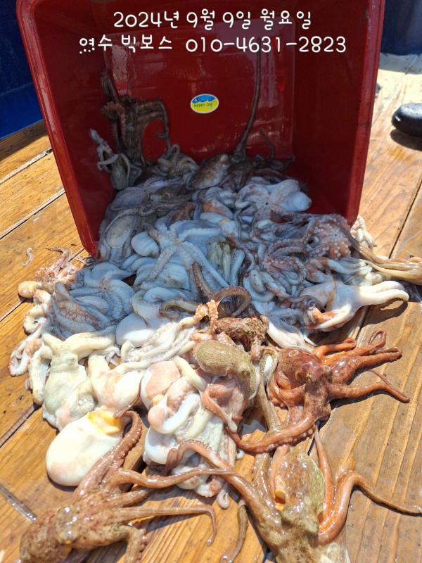 ♡ 여수 빅보스 ♡문어,갑오징어,쭈꾸미,타이라바(참돔)_사진_20240909_5.jpg