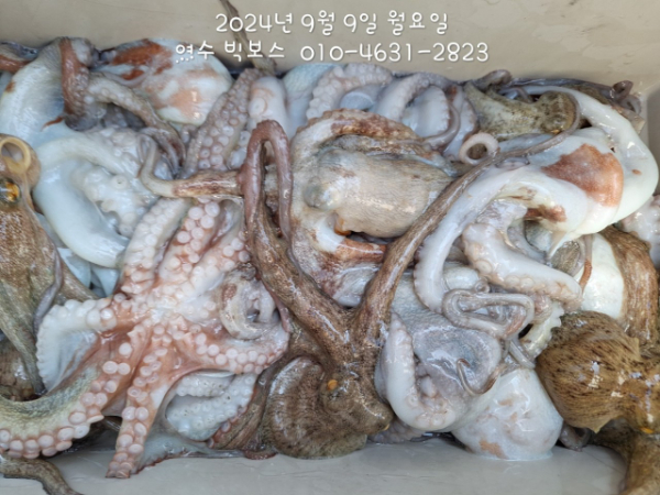 ♡ 여수 빅보스 ♡문어,갑오징어,쭈꾸미,타이라바(참돔)_사진_20240909_8.jpg