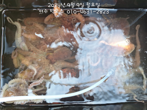 ♡ 여수 빅보스 ♡문어,갑오징어,쭈꾸미,타이라바(참돔)_사진_20240909_7.jpg