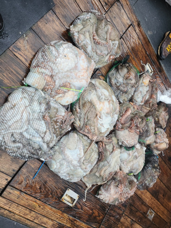 군산 선상낚시, 바다낚시 출조 전문 ☆서군산낚시☆_사진_20241022_3.jpg