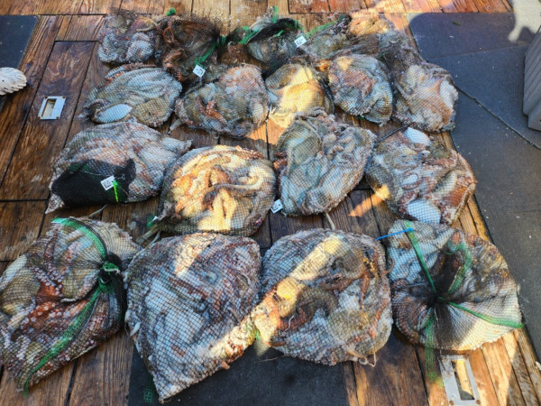 군산 선상낚시, 바다낚시 출조 전문 ☆서군산낚시☆_사진_20241003_1.jpg