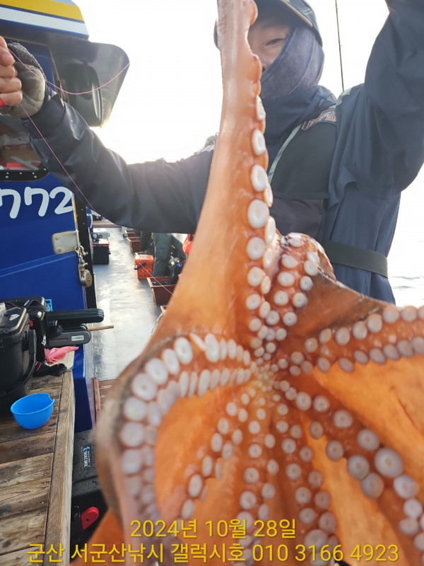 군산 선상낚시, 바다낚시 출조 전문 ☆서군산낚시☆_사진_20241028_9.jpg