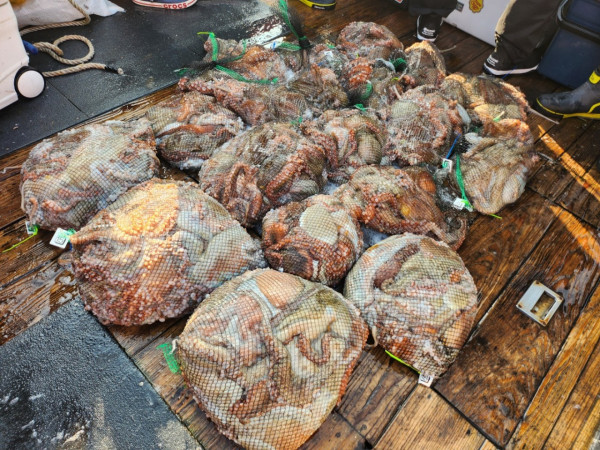 군산 선상낚시, 바다낚시 출조 전문 ☆서군산낚시☆_사진_20241029_3.jpg