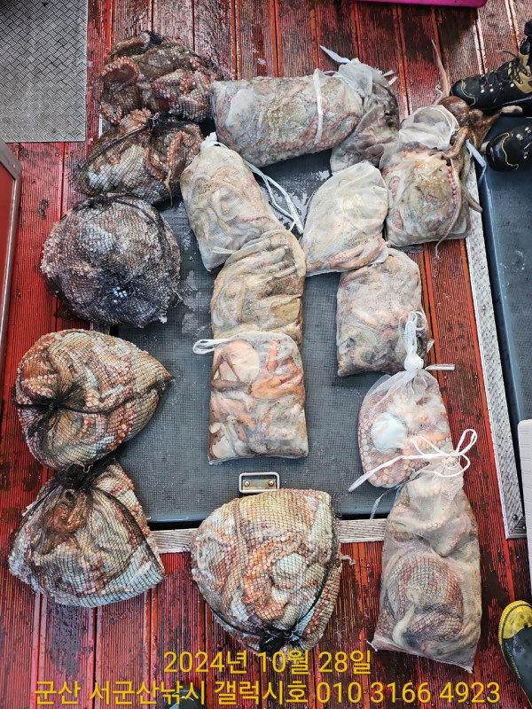 군산 선상낚시, 바다낚시 출조 전문 ☆서군산낚시☆_사진_20241028_6.jpg
