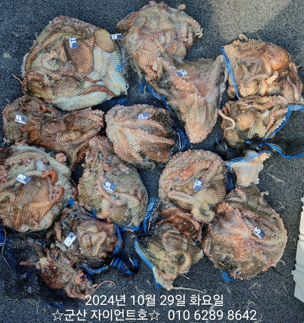 군산 선상낚시, 바다낚시 출조 전문 ☆서군산낚시☆_사진_20241029_1.jpg