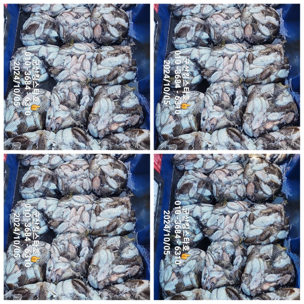 PhotoCollage_1728117337221.jpg