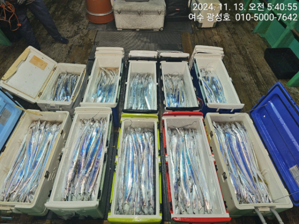 여수광성호(갈치,문어,쭈꾸미,갑오징어,한치,생활낚시)_사진_20241113_7.jpg