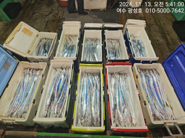 여수광성호(갈치,문어,쭈꾸미,갑오징어,한치,생활낚시)_사진_20241113_12.jpg