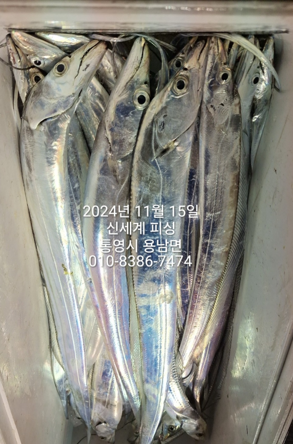 1731624113247.jpg