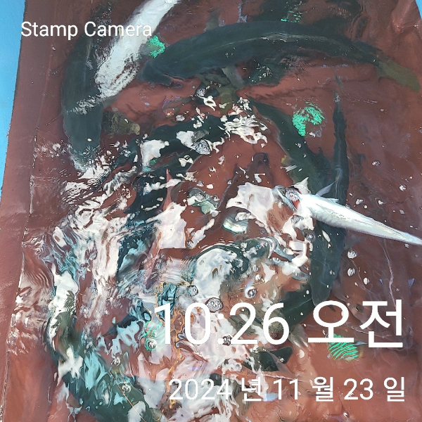 StampCamera20241123102638.jpg