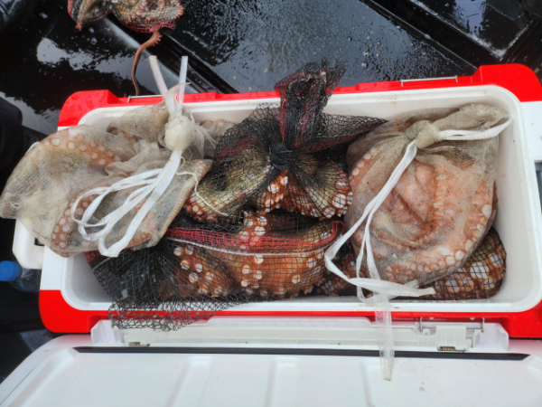 ■서산마린케이호☆광어 우럭 주꾸미 갑오징어 백조기 문어 감성돔 선상낚시_사진_20241125_17.jpg