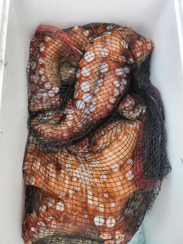 ■서산마린케이호☆광어 우럭 주꾸미 갑오징어 백조기 문어 감성돔 선상낚시_사진_20241125_16.jpg