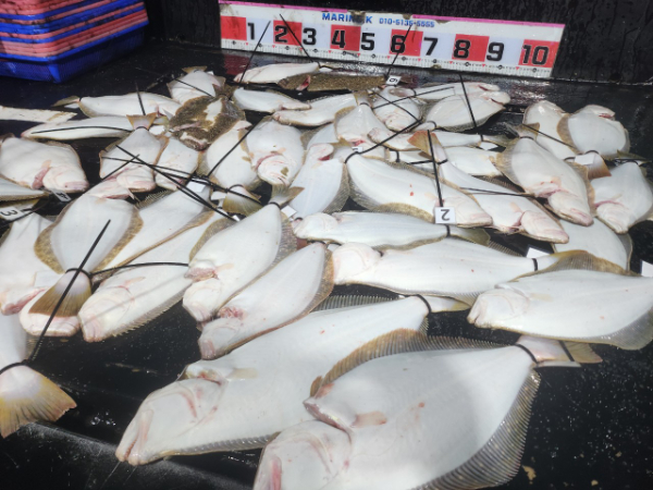 ■서산마린케이호☆광어 우럭 주꾸미 갑오징어 백조기 문어 감성돔 선상낚시_사진_20241124_2.jpg