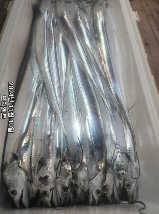 화면 캡처 2024-11-11 075759.jpg