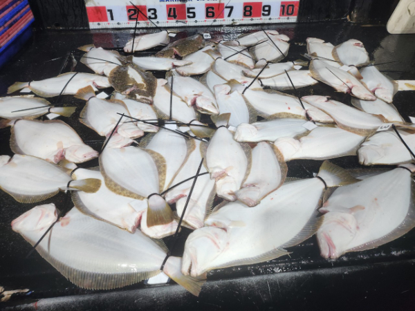 ■서산마린케이호☆광어 우럭 주꾸미 갑오징어 백조기 문어 감성돔 선상낚시_사진_20241124_1.jpg