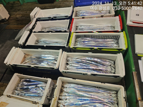 여수광성호(갈치,문어,쭈꾸미,갑오징어,한치,생활낚시)_사진_20241113_17.jpg