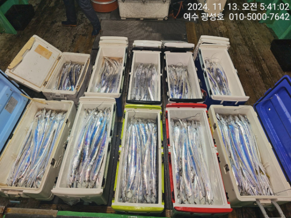 여수광성호(갈치,문어,쭈꾸미,갑오징어,한치,생활낚시)_사진_20241113_11.jpg