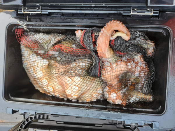 ■서산마린케이호☆광어 우럭 주꾸미 갑오징어 백조기 문어 감성돔 선상낚시_사진_20241125_18.jpg