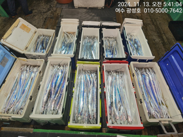 여수광성호(갈치,문어,쭈꾸미,갑오징어,한치,생활낚시)_사진_20241113_10.jpg