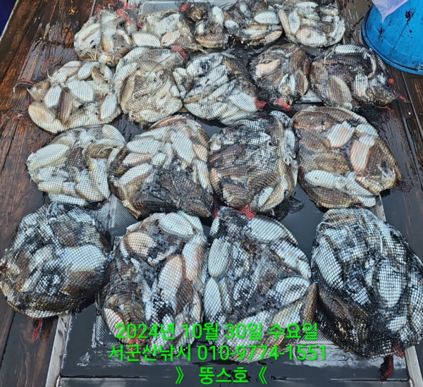 군산 선상낚시, 바다낚시 출조 전문 ☆서군산낚시☆_사진_20241030_9.jpg