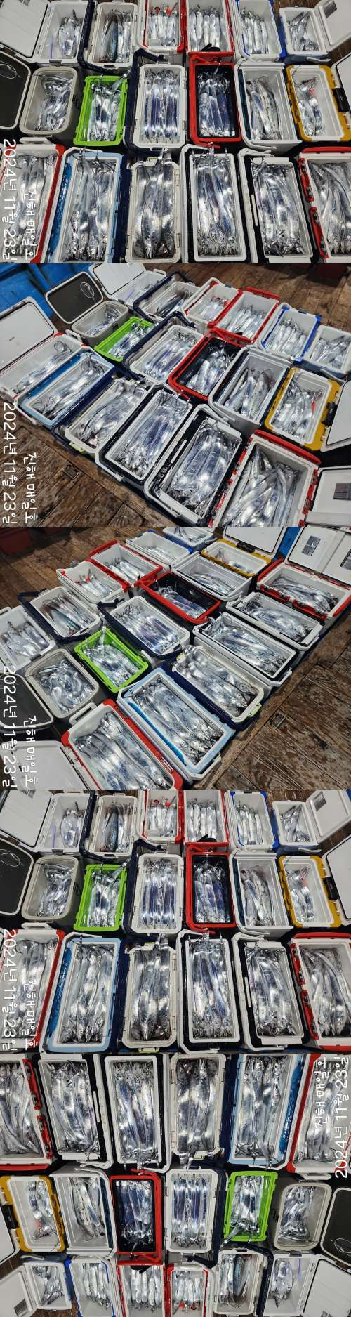 갈치4.jpg
