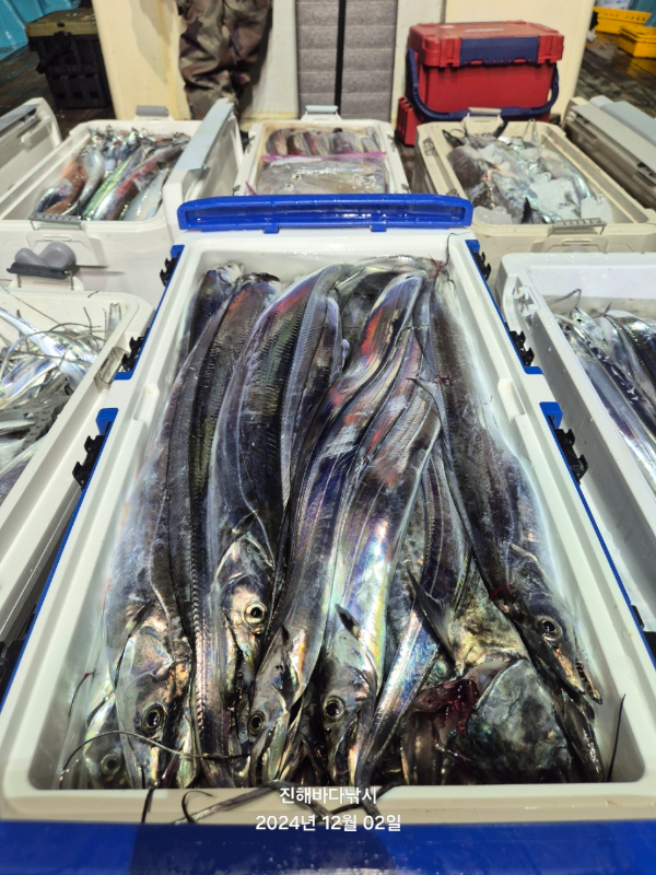 진해바다낚시(신아라호)_사진_20241202_7.jpg